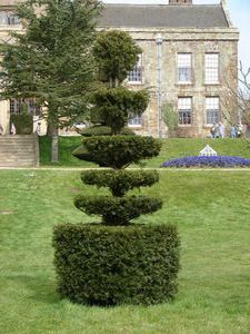 Nice topiary