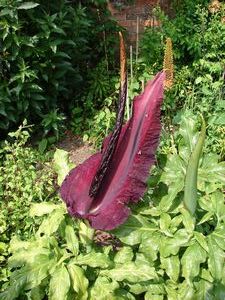 A stinky flower!!