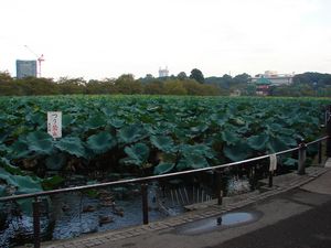 Pond at Ueno Park (Tokyo)