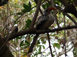 A bird!