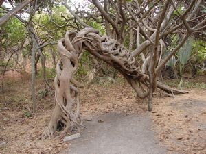 An interesting looking tree