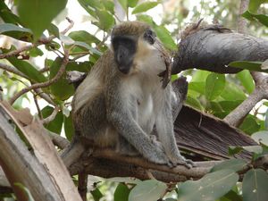 Green Vervet Monkey