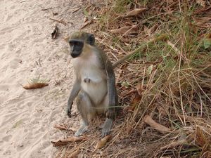 Green Vervet Monkey