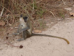 Green Vervet Monkey
