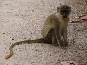 Green Vervet Monkey