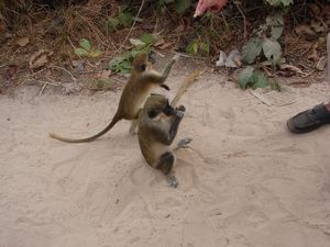 Green Vervet Monkeys