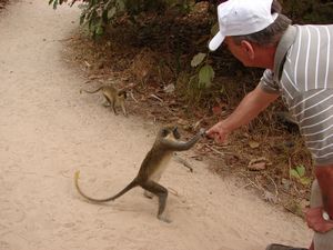 Reg feeding a Green Vervet Monkey