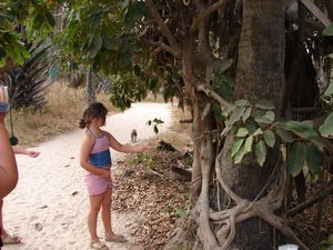 Izzy feeding a Green Vervet Monkey