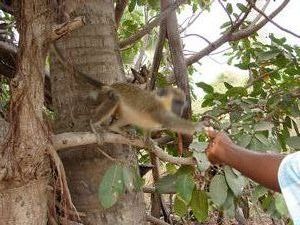 Green Vervet Monkey