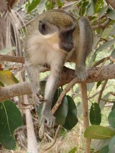 Green Vervet Monkey