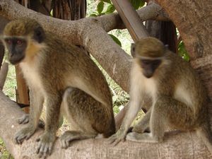 Green Vervet Monkeys