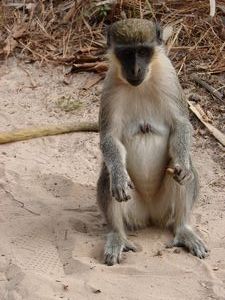 Green Vervet Monkey