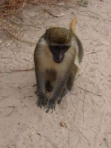 Green Vervet Monkey