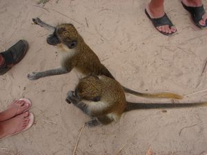 Green Vervet Monkeys