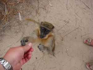 Richard feeding a Green Vervet Monkey