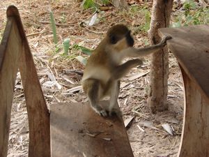 Green Vervet Monkey