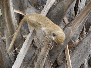 Green Vervet Monkey