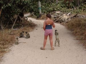 Izzy feeding Green Vervet Monkeys