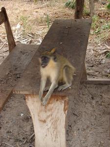 Green Vervet Monkey