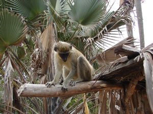 Green Vervet Monkey