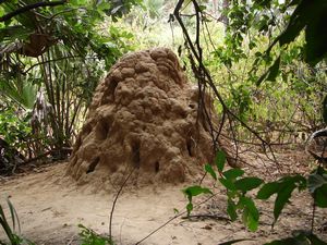 Termite mound