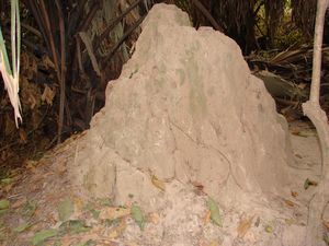 Another termite mound