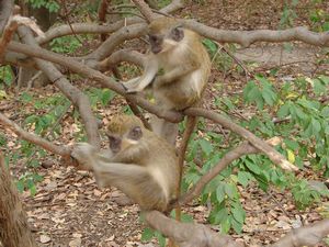 Green Vervet Monkeys