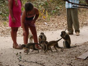 Litty, Isobel, & Green Vervet Monkeys