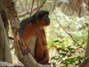 Red Colobus Monkey