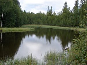 Fishing in the forest