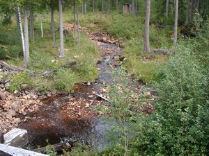 At an old saw mill in the forest