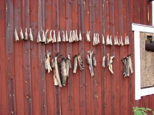 Fish drying (not caught by us!)