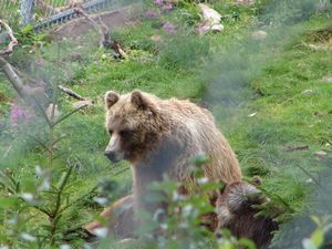 At the Bear Park at Grönklitt