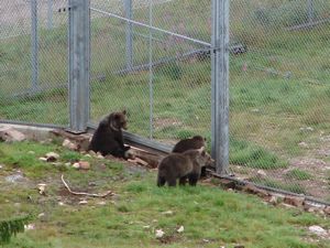 At the Bear Park at Grönklitt