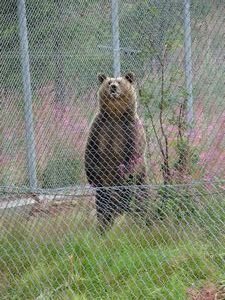 At the Bear Park at Grönklitt