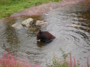 At the Bear Park at Grönklitt