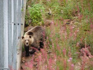 At the Bear Park at Grönklitt