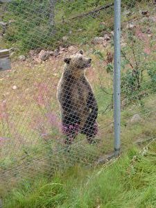 At the Bear Park at Grönklitt