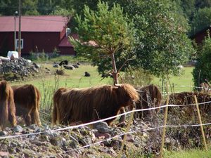 Hairy cattle at the "Slipstensmuseet" (or grindstone museum) in Mässbacken.