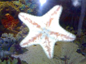 Star fish