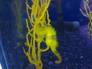 Sea horse
