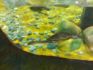 Snake neck turtle