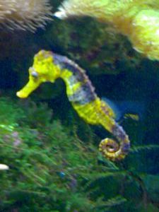 Sea horse