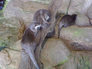 Otters